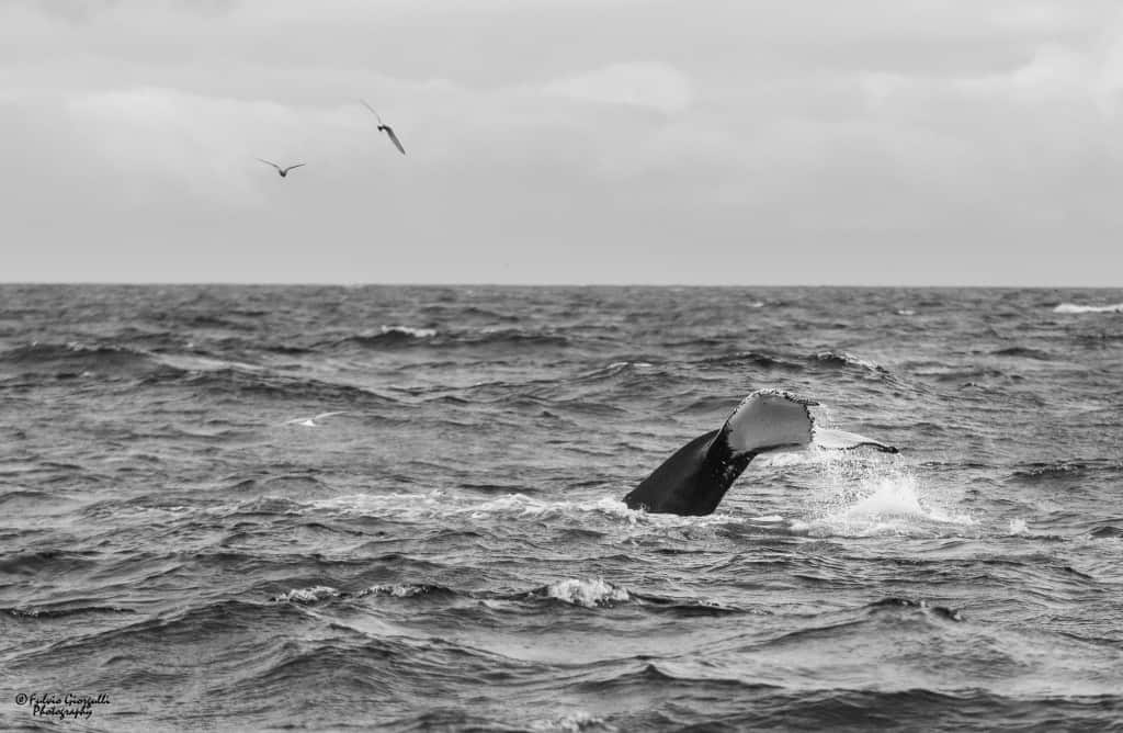 Islanda Dettifoss Husavik e l'avvistamento delle balene