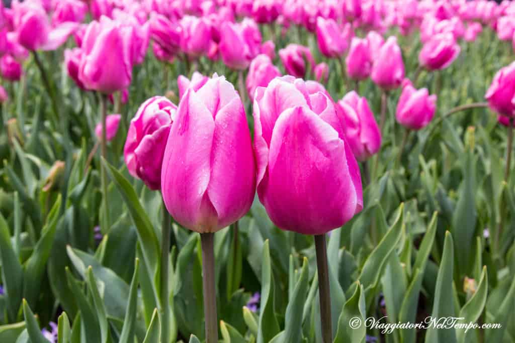 kEUKENHOF park visita parco tulipani
