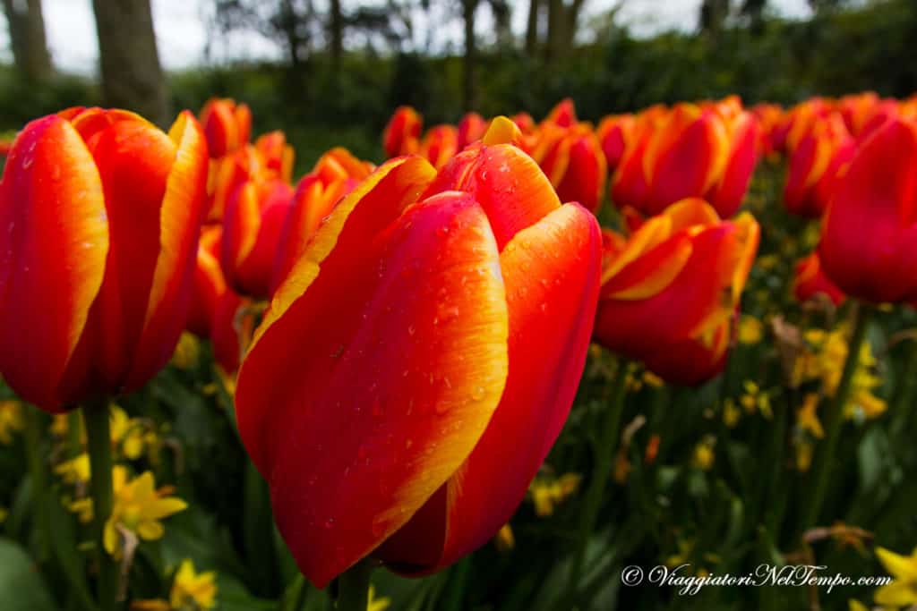foto Olanda primavera tulipani